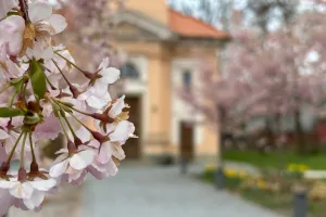 Na výpravě – třešně