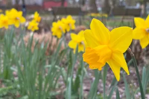 Na výpravě – narcisy