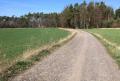 Cesta k borovému lesíku