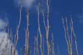 Duben V