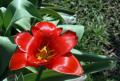 Tulip v odkvětu